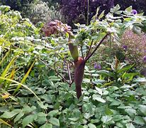 Image result for Peucedanum verticillare