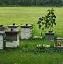 Image result for Local Honey Bee Farms