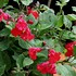 Image result for Salvia microphylla Delice Roselilac