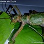 Image result for Mearnsia Apodidae