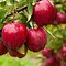 Image result for Apple Tree in August