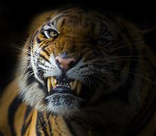 Image result for Tiger Ready to Kill