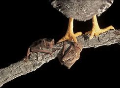 Image result for Vampire Bat Feet