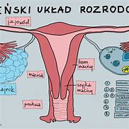 Image result for co_to_znaczy_Żeński_układ_płciowy