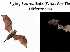 Image result for Flying Fox vs Bat