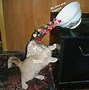 Image result for Wholesome Cat Memes