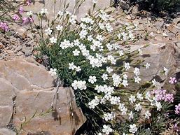 Image result for Dianthus subacaulis niavalis