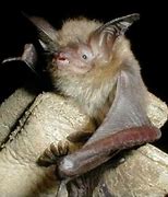 Image result for Bats in New Mexico
