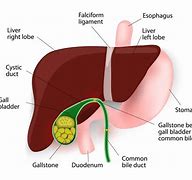 Image result for Bile