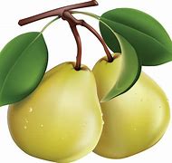 Image result for pears clip arts
