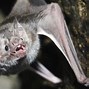 Image result for Dangerous Bats