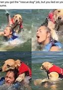 Image result for Rescue Dog Memes