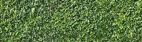 Image result for Hedge Texture Tileable