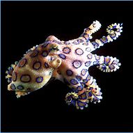 Image result for Octopus Fish Tank