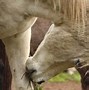 Image result for White Horse Melbourne