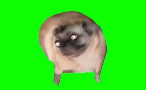 Image result for Dog Meme Greenscreen
