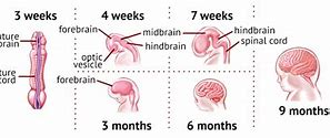Image result for Different Zones of Neural Tube