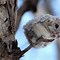 Image result for Japanese Squirrel