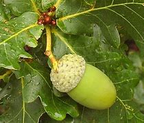 Image result for Quercus robur Gnom