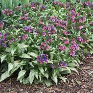 Image result for Pulmonaria Silver Bouquet