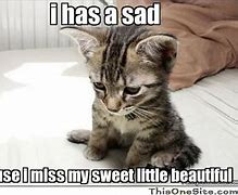 Image result for Fluffy Adorable Kitten Memes