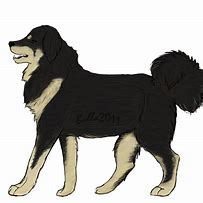 Image result for Tibetan Mastiff Drawing