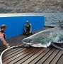 Image result for Biggest Shark in the World Next to a Person