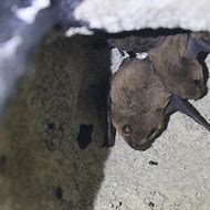 Image result for Highgate Wood Bats