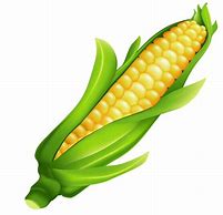 Image result for Corn Clip Art