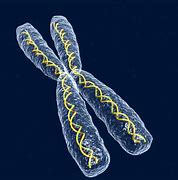 Image result for chromosom_1