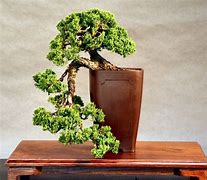 Image result for Indoor Bonsai Spruce and Juniper Zen Moss Garden