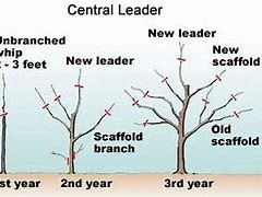Image result for Pictures of Pruned Apple Trees