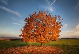 Image result for Field of Fall Leaves