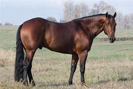 Image result for Aztec Horses