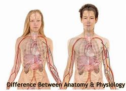 Image result for Difference Between Anatomy and Physiology