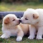 Image result for adorable