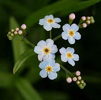 Image result for Masonry Pin Forget Me Not