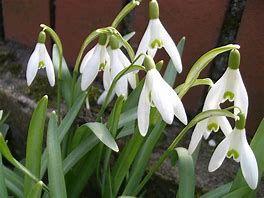 Image result for Galanthus nivalis The Bride