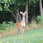 Image result for White-Tailed Deer Jawbone