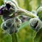 Image result for cynoglossum_officinale