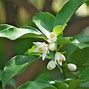 Image result for Satsuma Plants