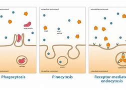 Image result for pinocytoza