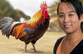 Image result for China Rooster
