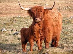 Image result for Miniature Scottish Highland Cow