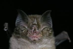 Image result for Moth Hear Bat