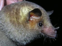 Image result for Greater Long-Nosed Bat