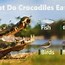 Image result for Crocodile Types