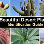 Image result for Desert Plant Types