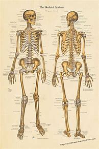 Image result for Anatomical Skeleton