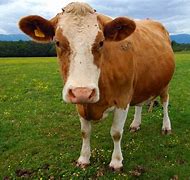 Image result for Cow Facts